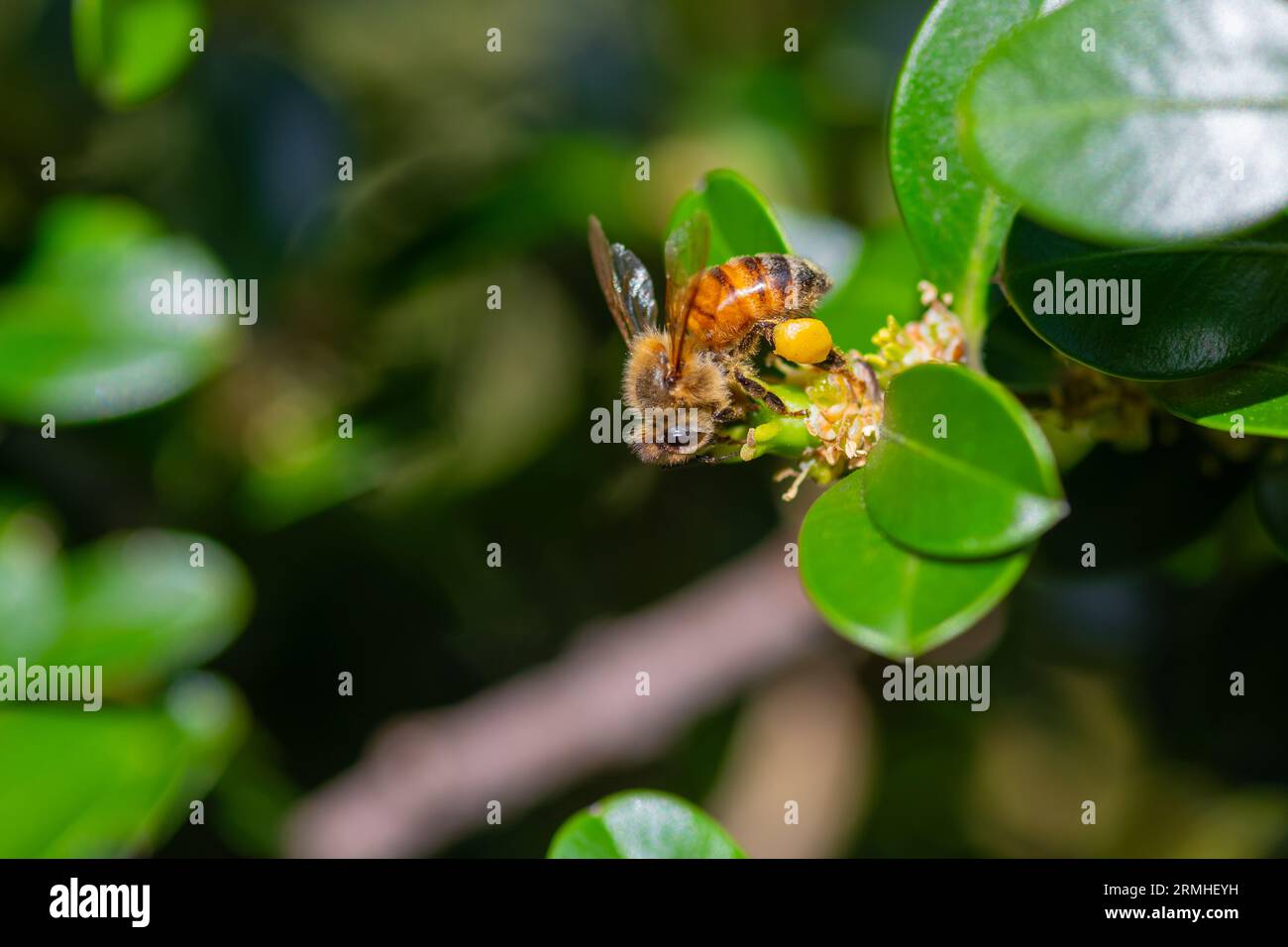 Abeille à miel avec panier à pollen jaune collectant le pollen de petites fleurs minuscules Banque D'Images