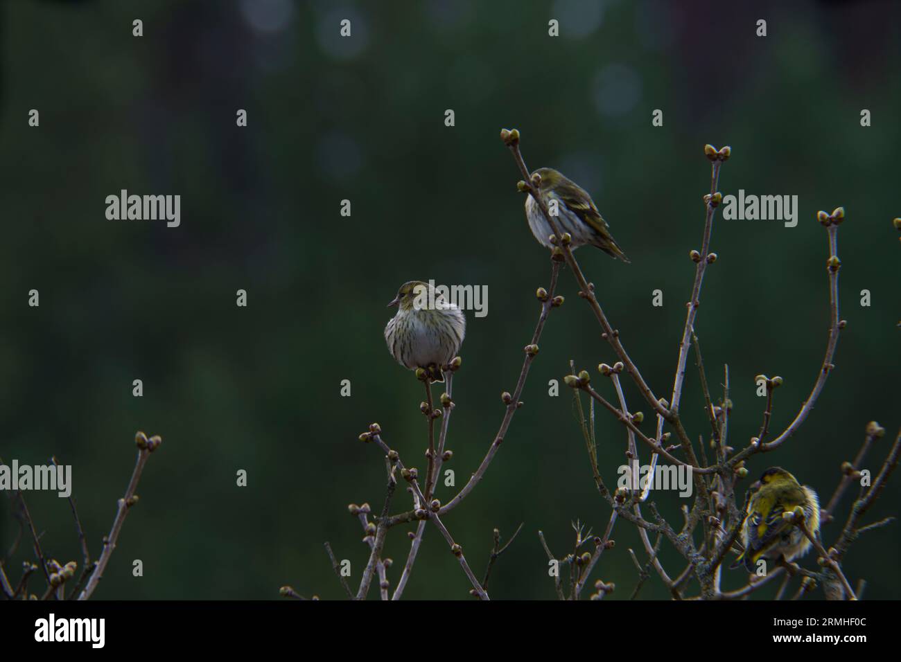 Spinus spinus Eurasian Siskin wold photographie d'oiseaux de nature, image, papier peint Banque D'Images