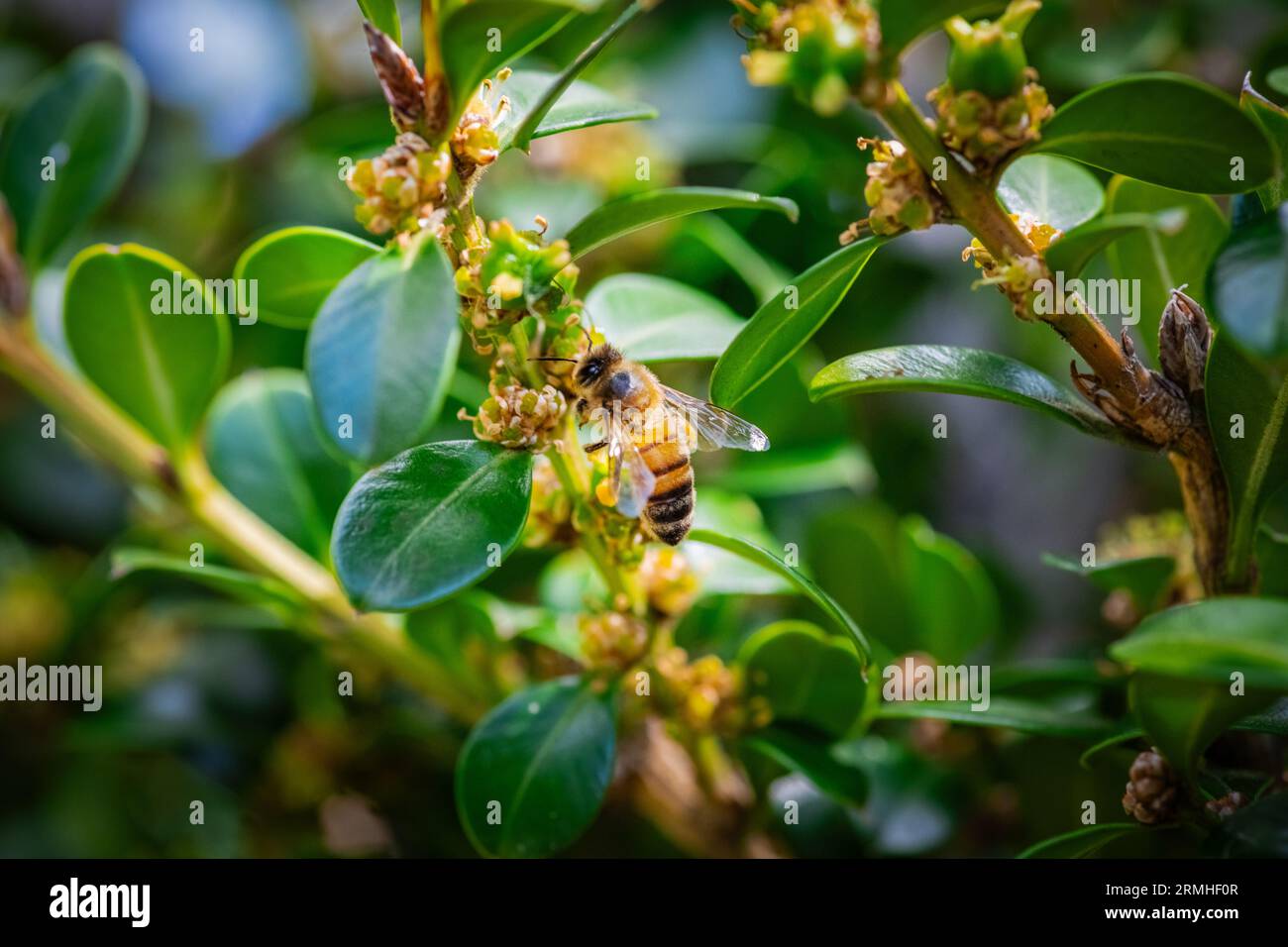 Abeille à miel avec panier à pollen jaune collectant le pollen de petites fleurs minuscules Banque D'Images