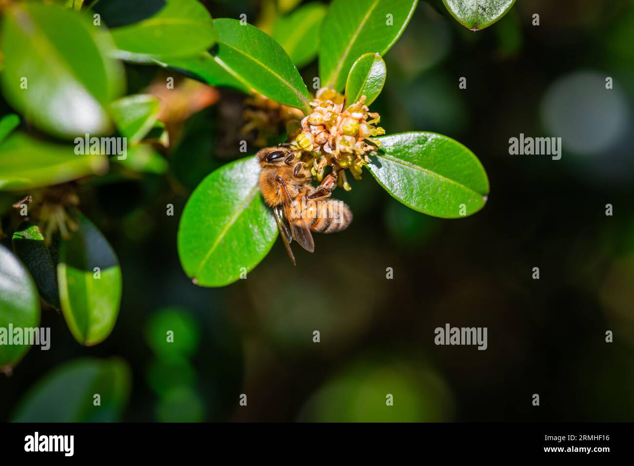 Abeille à miel avec panier à pollen jaune collectant le pollen de petites fleurs minuscules Banque D'Images