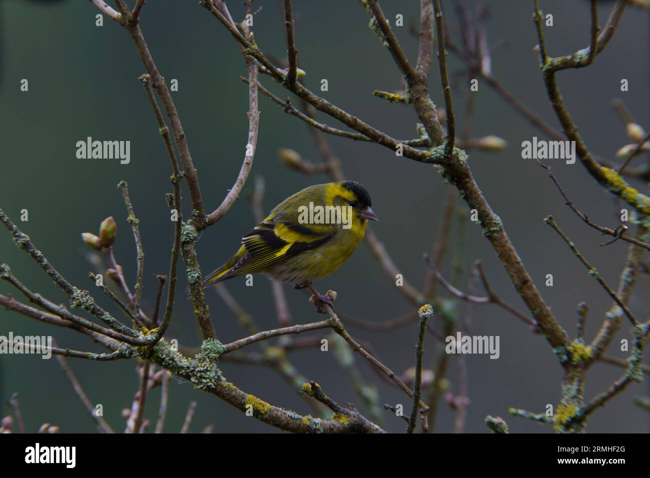 Spinus spinus Eurasian Siskin wold photographie d'oiseaux de nature, image, papier peint Banque D'Images