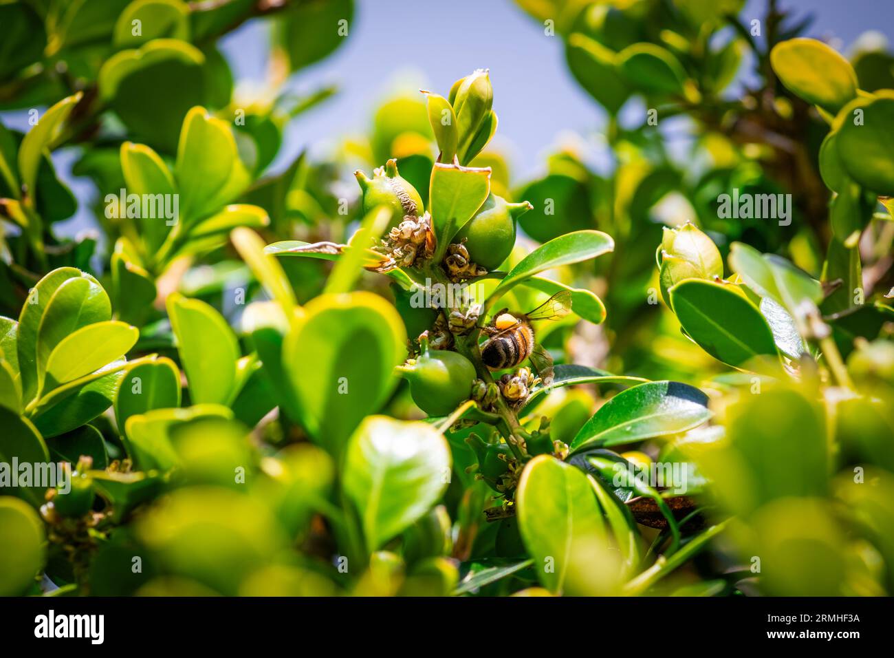Abeille à miel avec panier à pollen jaune collectant le pollen de petites fleurs minuscules Banque D'Images