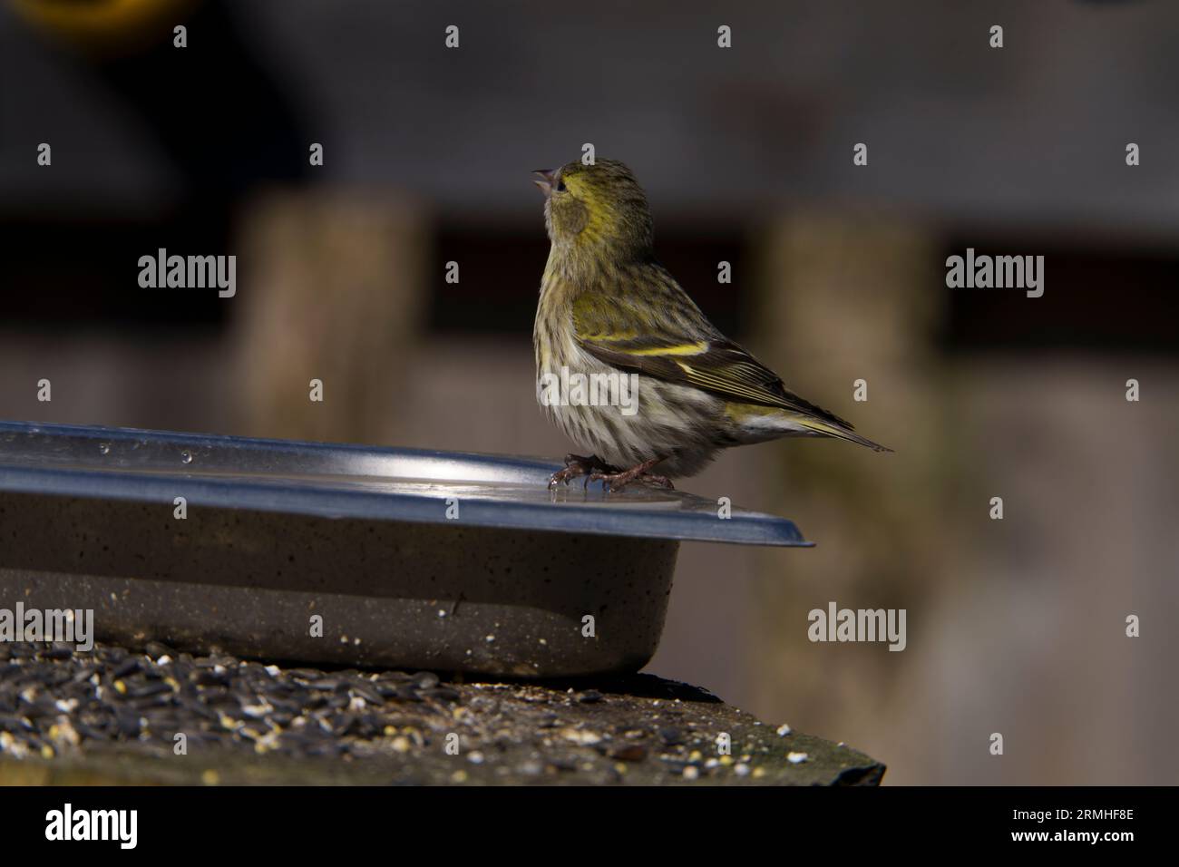 Spinus spinus Eurasian Siskin wold photographie d'oiseaux de nature, image, papier peint Banque D'Images