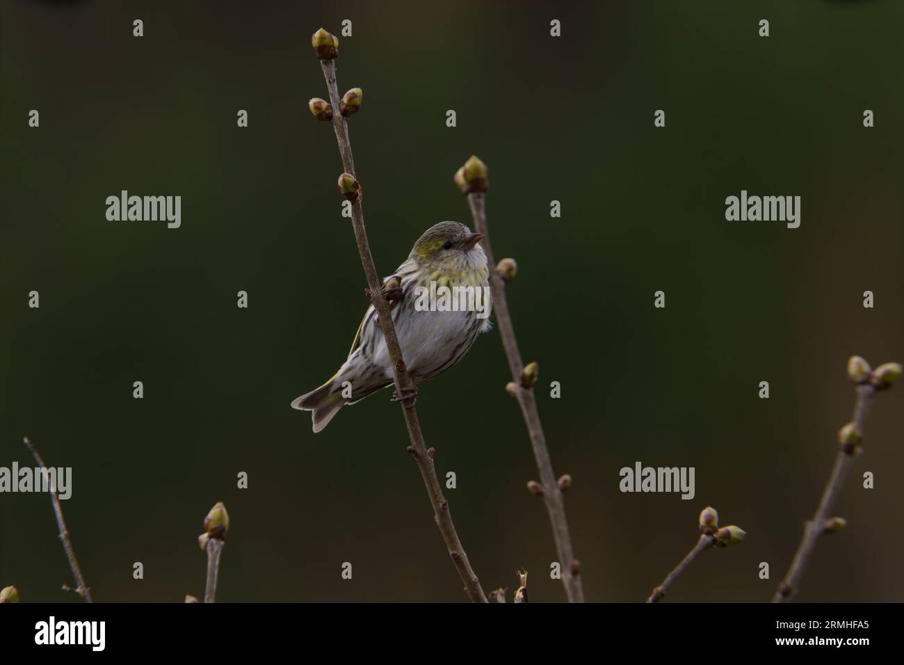 Spinus spinus Eurasian Siskin wold photographie d'oiseaux de nature, image, papier peint Banque D'Images