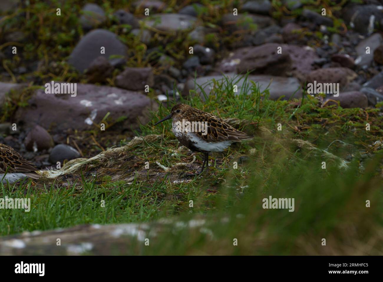 Calidris alpina famille Scolopacidae genre Calidris Dunlin oiseau sur le bord de mer dans le nord de l'Islande Banque D'Images