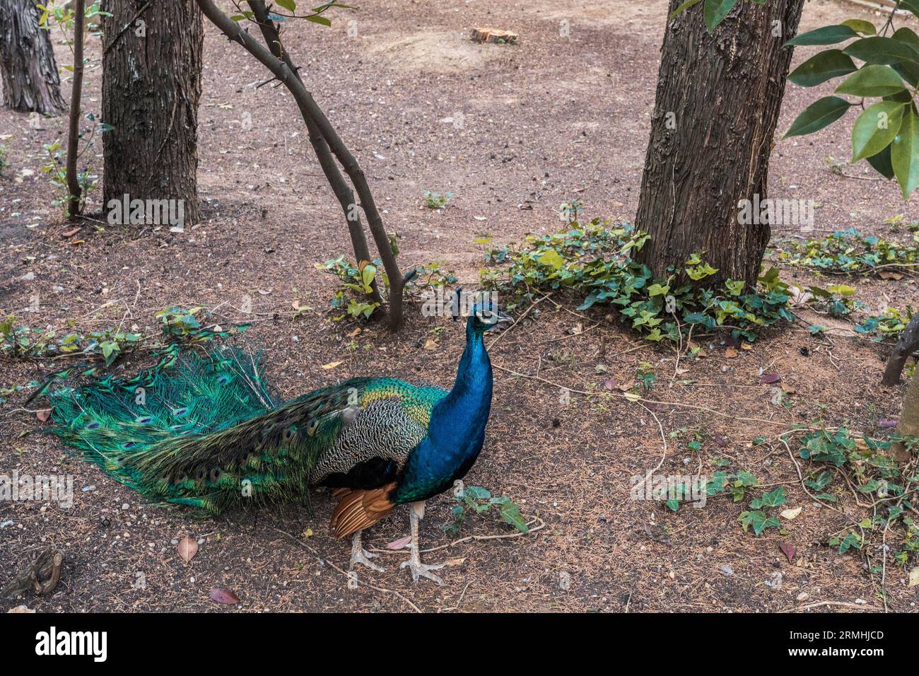 Zoo municipal de Guadalajara, année 1985. Membre fondateur de AIZA, Association ibérique des zoos et aquariums, composée de zoos en Espagne et au Portugal. Banque D'Images