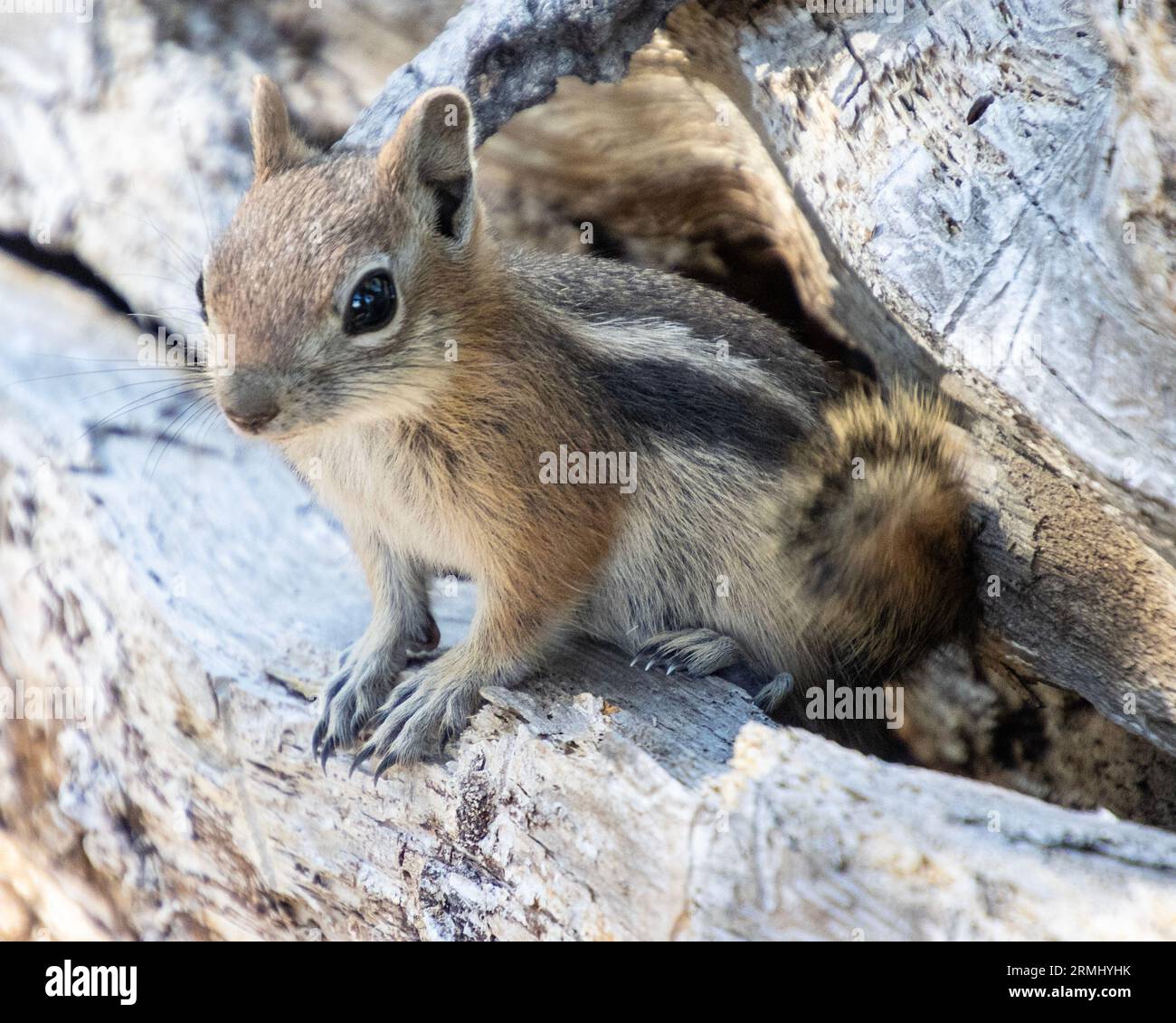 Mignon chipmunk s'est habitué aux gens qui le nourrissent et maintenant il attend de la nourriture de n'importe qui. Gros plan portrait Banque D'Images