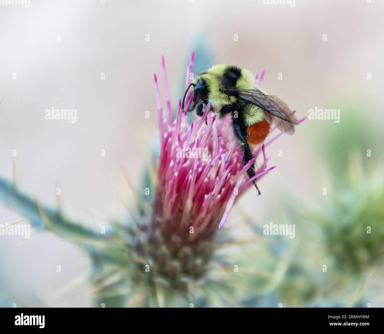 Belle abeille de miel se nourrissant sur la fleur sauvage rose. Gros plan. Banque D'Images