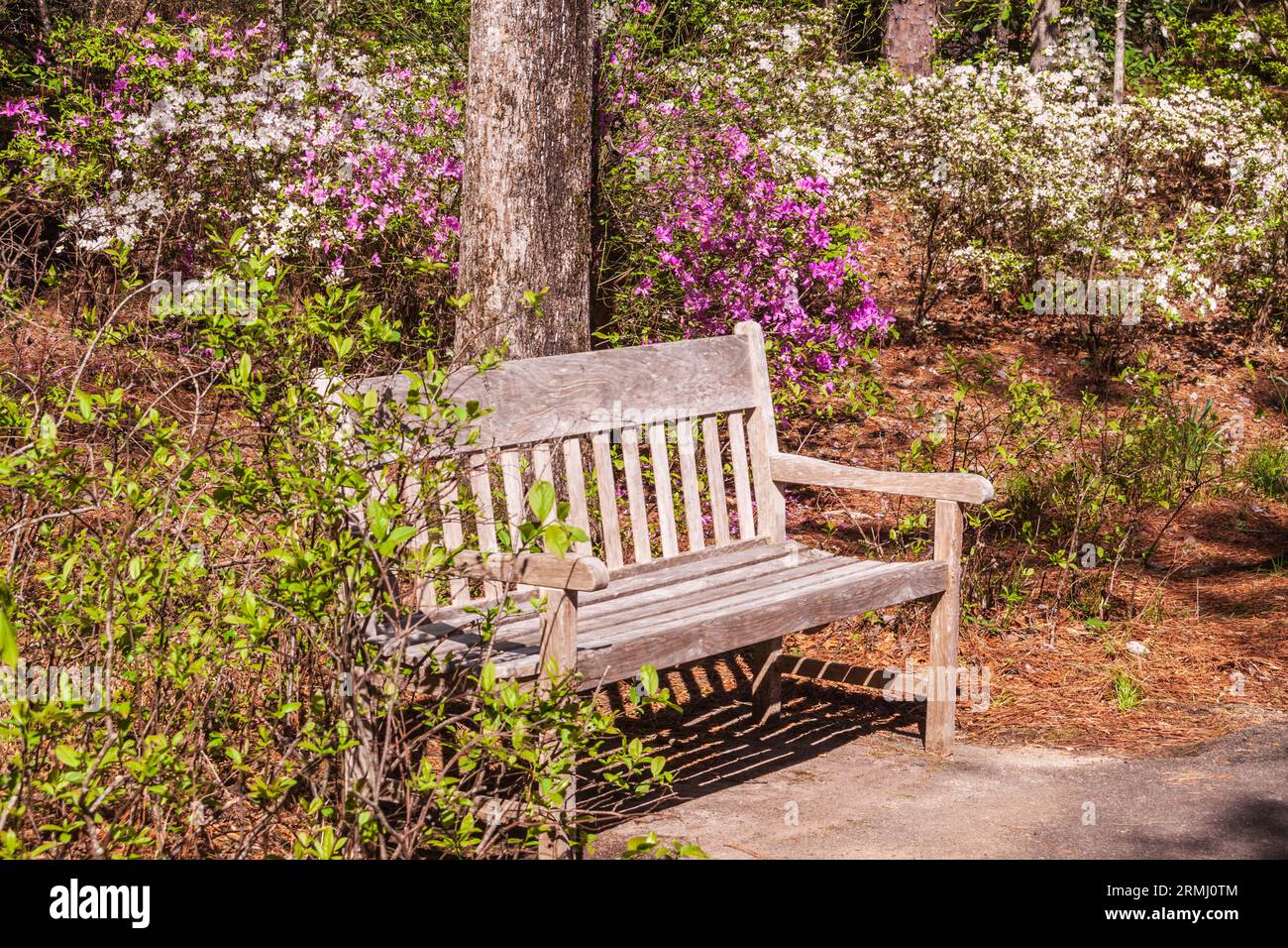 Scène de jardin à Azalea Bowl en avril à Callaway Gardens à Pine Mountain, Géorgie. Banque D'Images