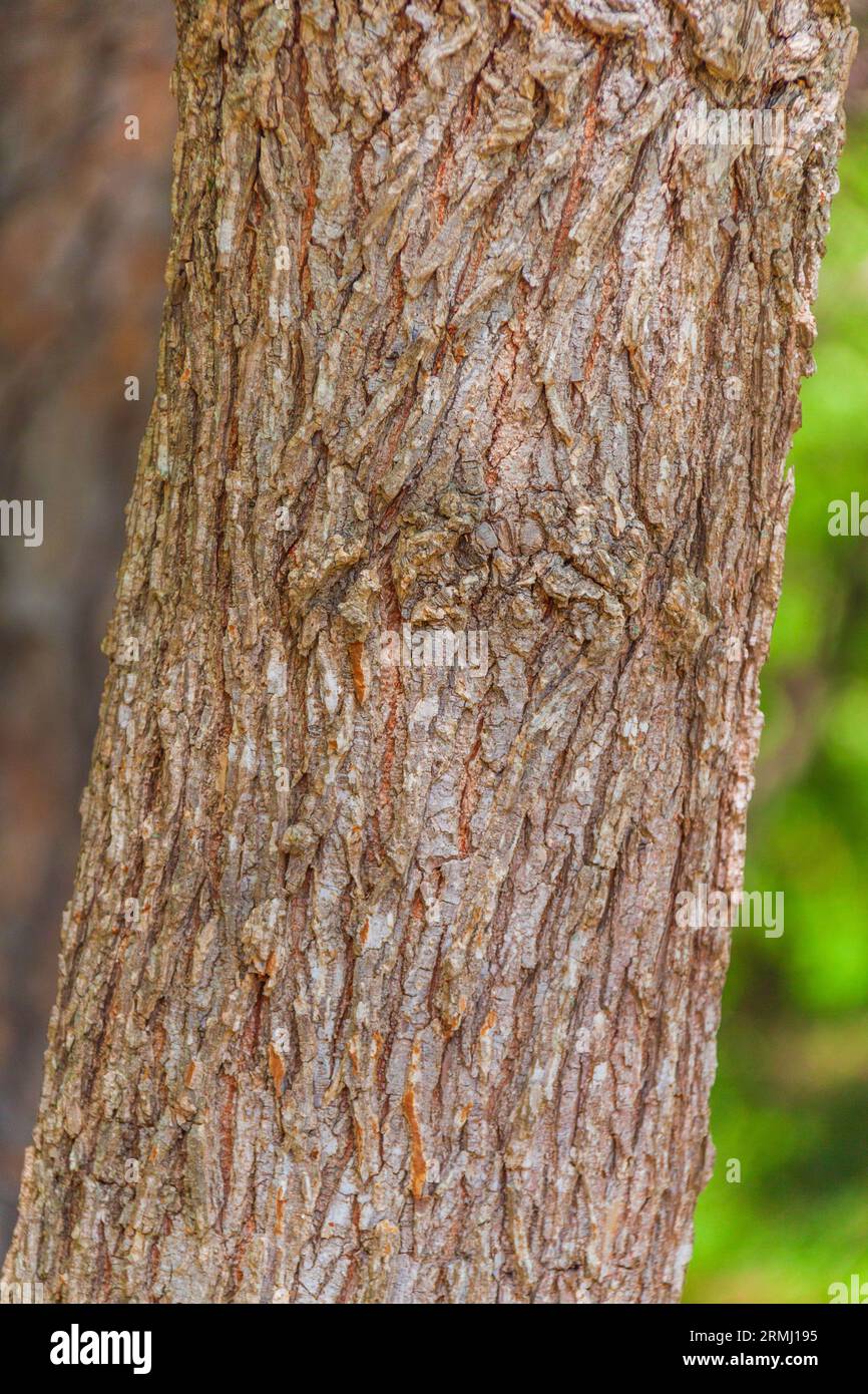 Winged Elm Tree, Ulmus alata, à Callaway Gardens à Pine Mountain, Géorgie. Banque D'Images