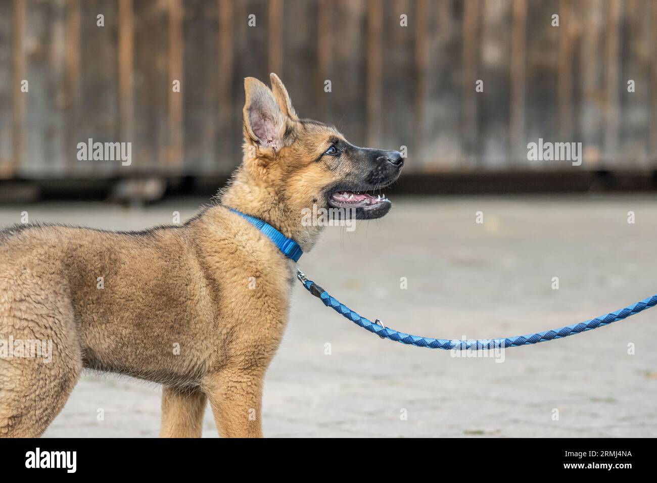 Mignon brun berger allemand chien bébé chiot regarde de près le propriétaire. Banque D'Images