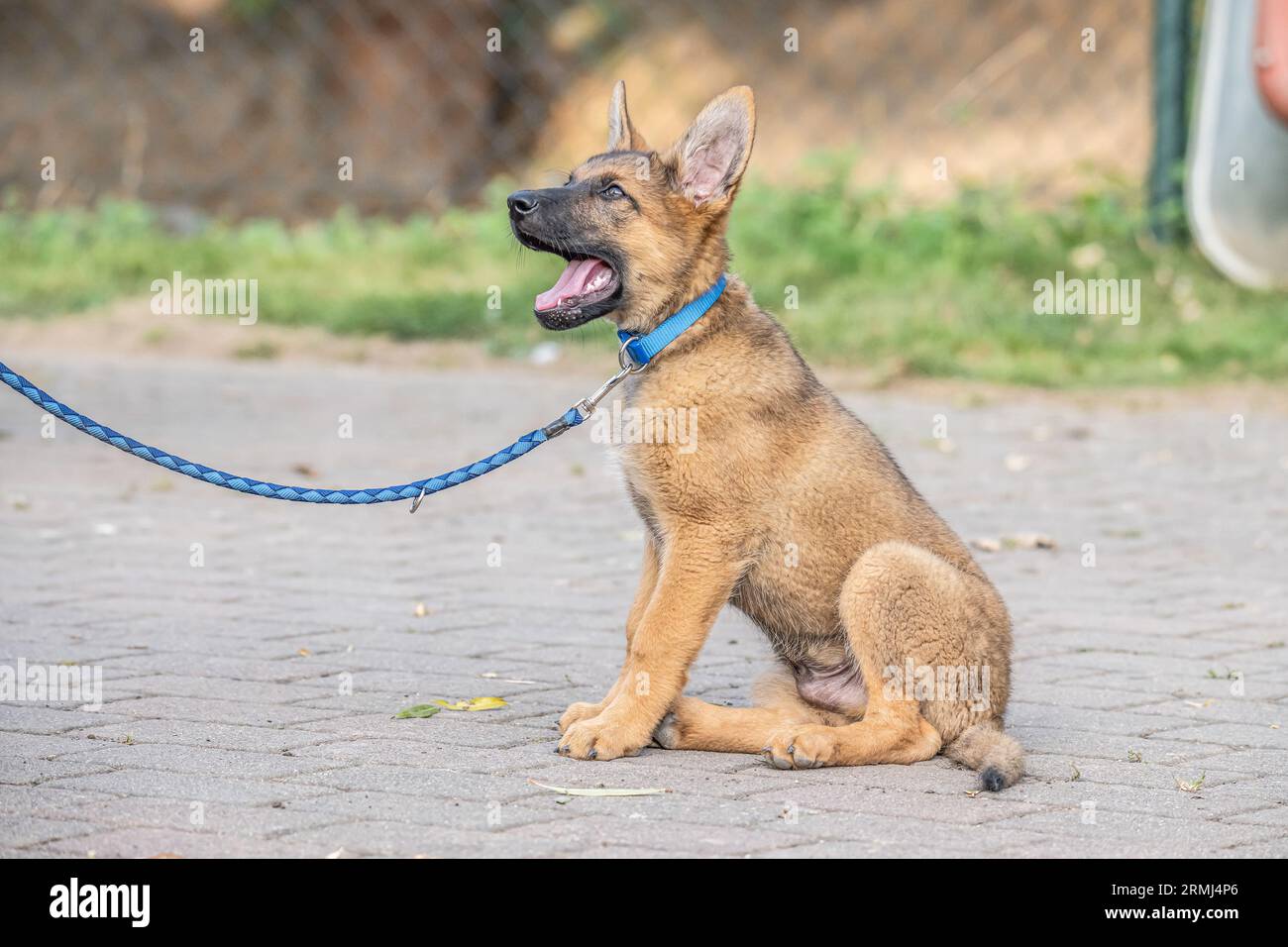 Mignon brun berger allemand chien bébé chiot regarde de près le propriétaire. Banque D'Images