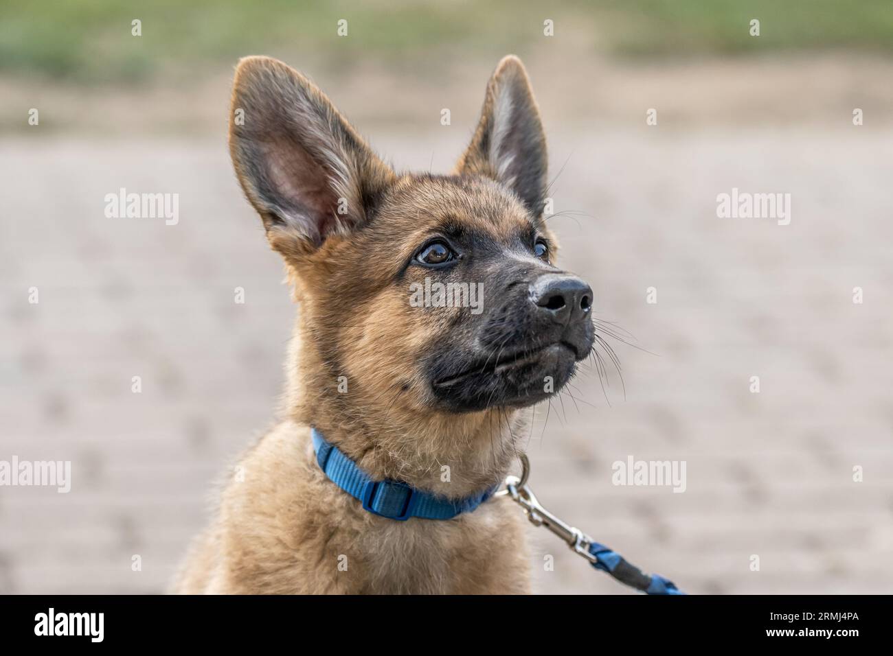 Mignon brun berger allemand chien bébé chiot regarde de près le propriétaire. Banque D'Images