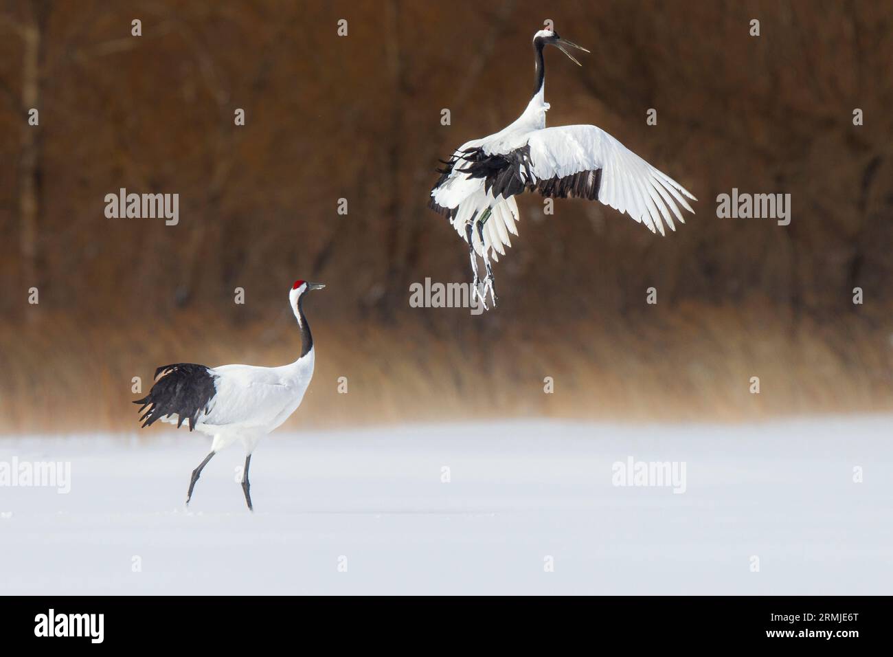 Grues à couronne rouge, un oiseau saute dans les airs, un animal regarde l'oiseau haut dans les airs danser. Île de Hokkaido, Japon Banque D'Images