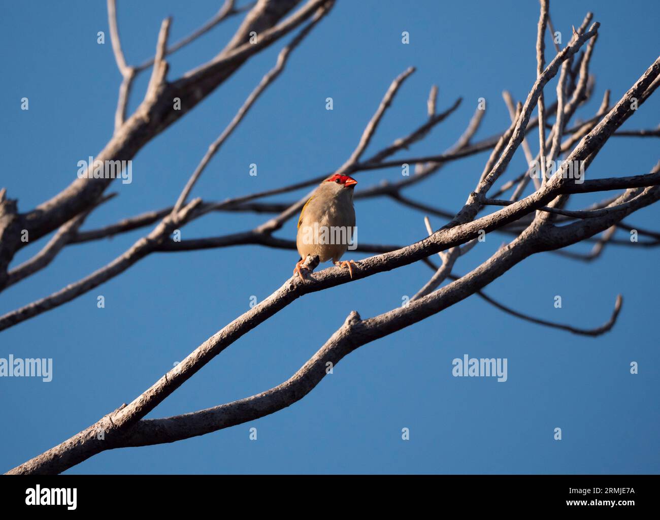 Finlandais brun rouge, Neochmia temporalis perché sur une branche d'arbre à Cape York, à l'extrême nord du Queensland en Australie. Banque D'Images