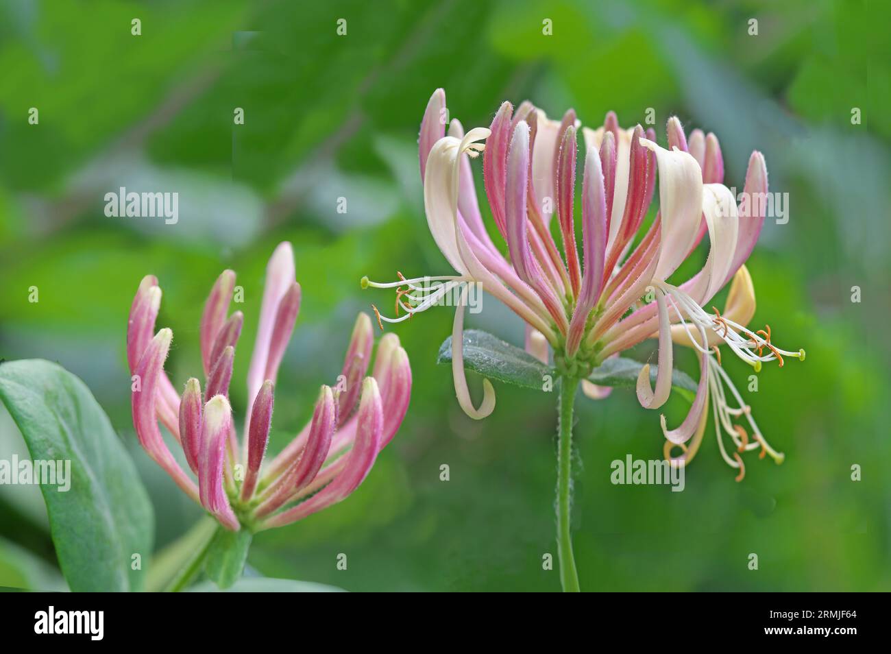 Fleurs de chèvrefeuille Lonicera periclymenum / Lonicera caprifolium Hedgerow et grimpeur des bois, souvent une évasion de jardin. Allemagne du Sud Banque D'Images