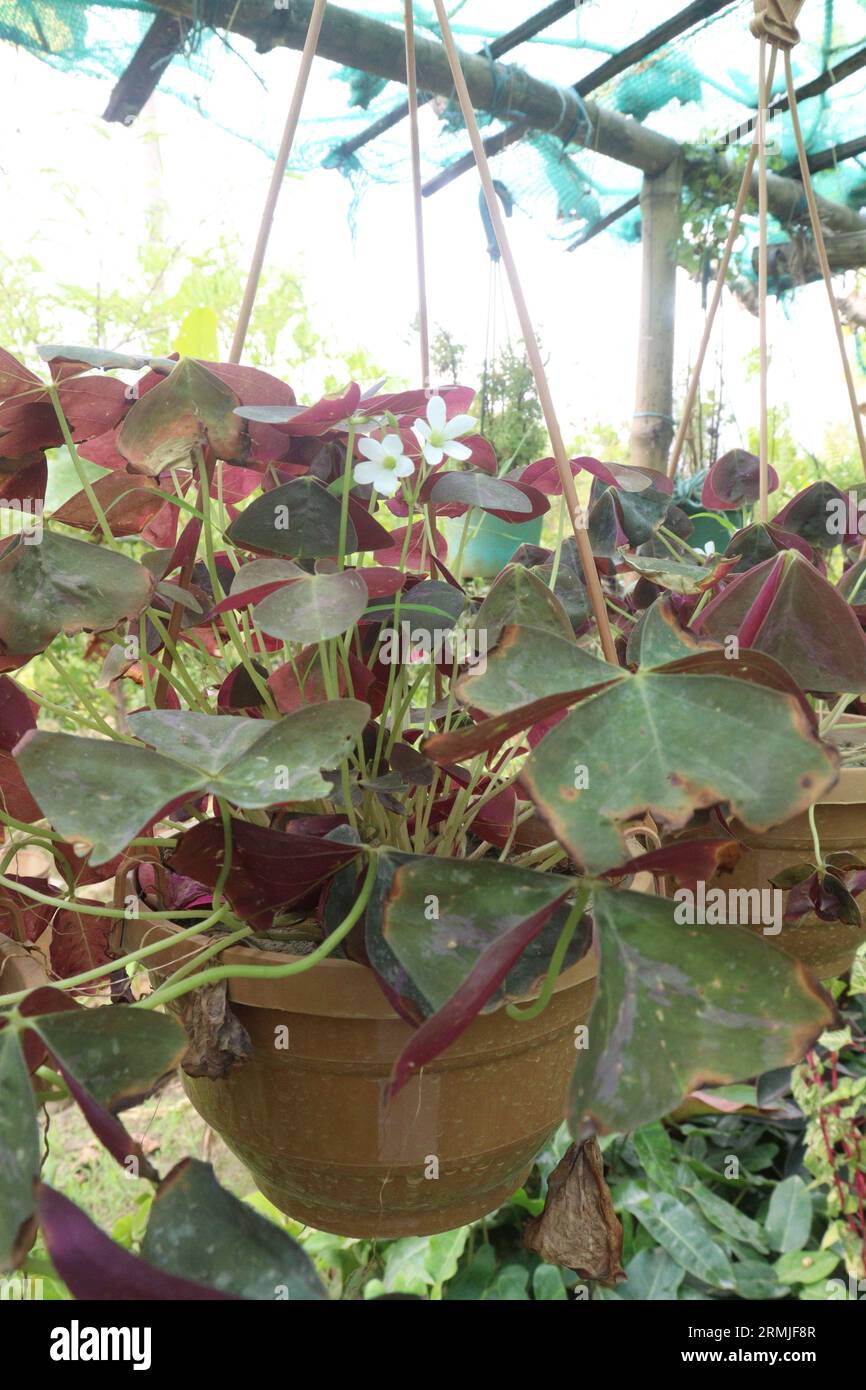 Oxalis triangularis arbre sur pot suspendu à la ferme pour la vente sont des cultures commerciales, il peut fournir un certain soulagement des infections des voies urinaires Banque D'Images