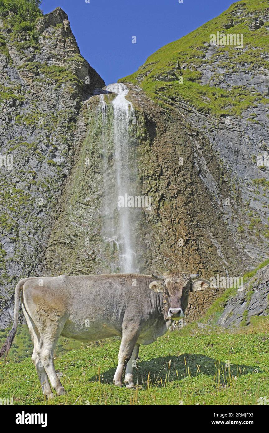 Vache grise du Tyrol, Tiroler Graurind, devant Tuxer Schleierfall. Tuxertal, Zillertal, Tyrol, Tyrol, Autriche Banque D'Images