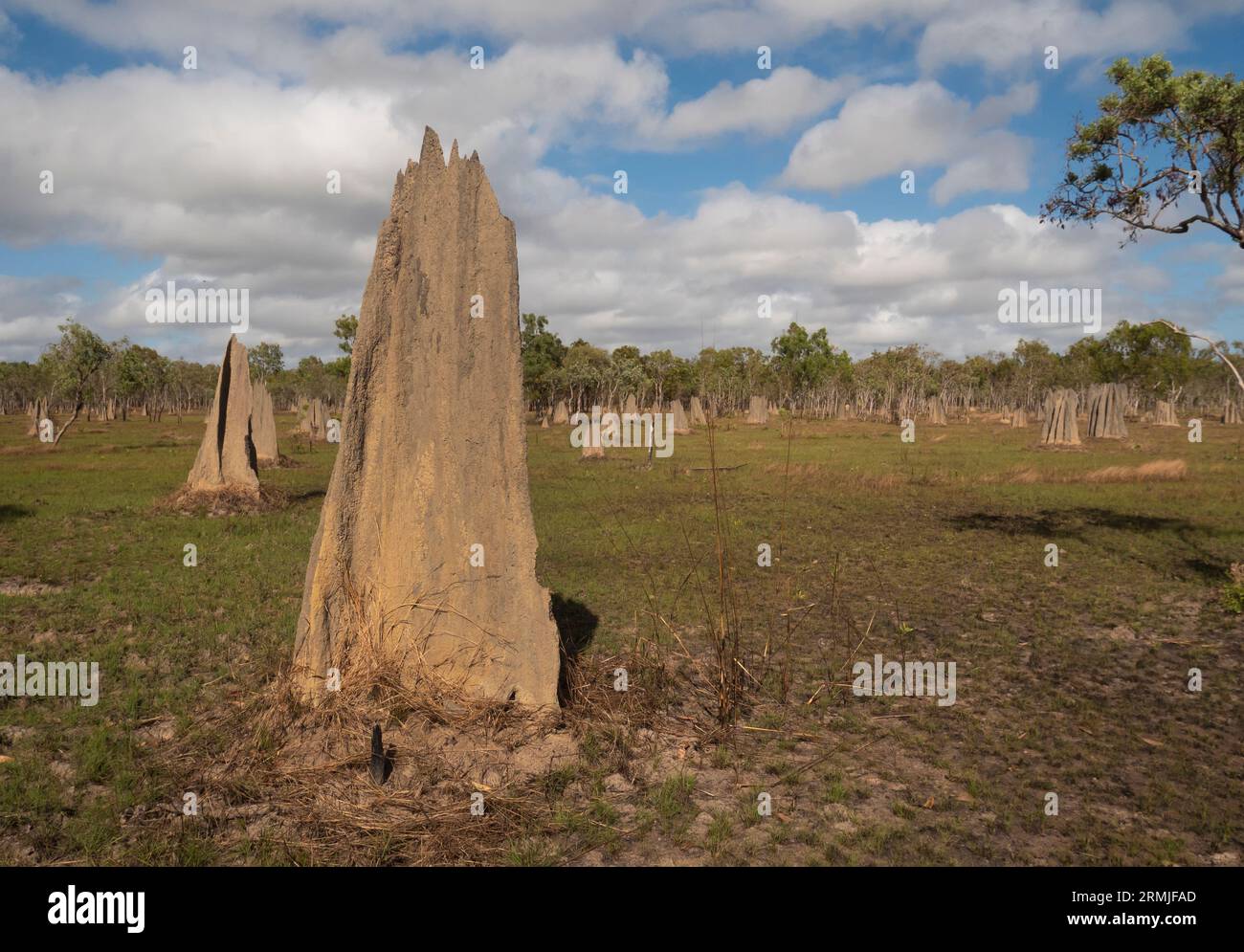 Grand termite magnétique pointant vers le nord-sud sur Cape York Peninsular Far North Queensland Australie. Banque D'Images