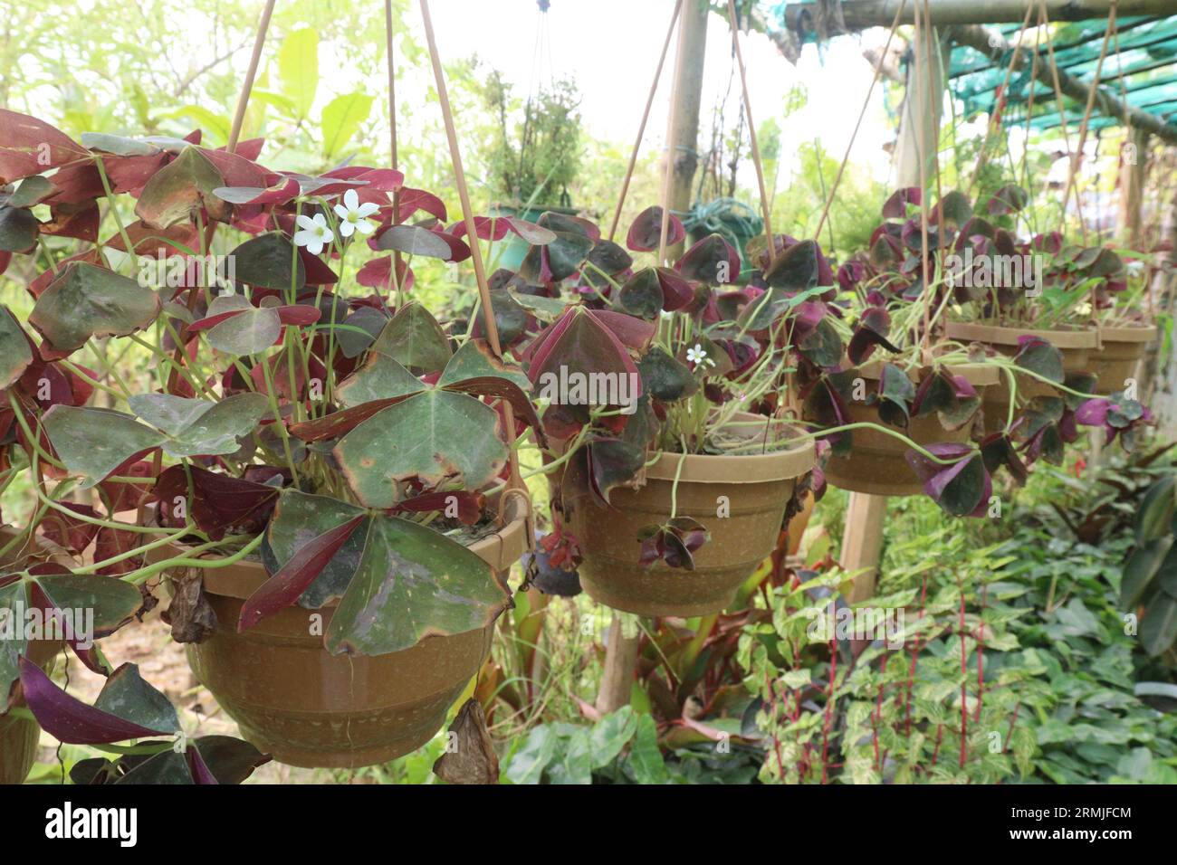 Oxalis triangularis arbre sur pot suspendu à la ferme pour la vente sont des cultures commerciales, il peut fournir un certain soulagement des infections des voies urinaires Banque D'Images