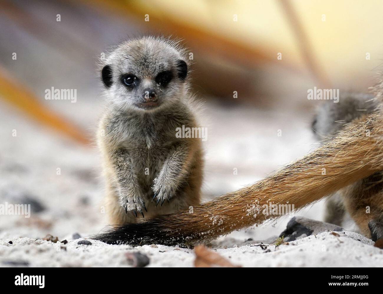 Nouveau-né surikat EMMIE au Blair Drummond Safari and Adventure Park, près de Stirling. Trois chiots - Busta, Missy et EMMIE - sont nés de parents pour la première fois, Cardi B et Biggie, qui se sont joints à la communauté des surierkats du parc en avril 2022. Date de la photo : Vendredi 25 août 2023. Banque D'Images