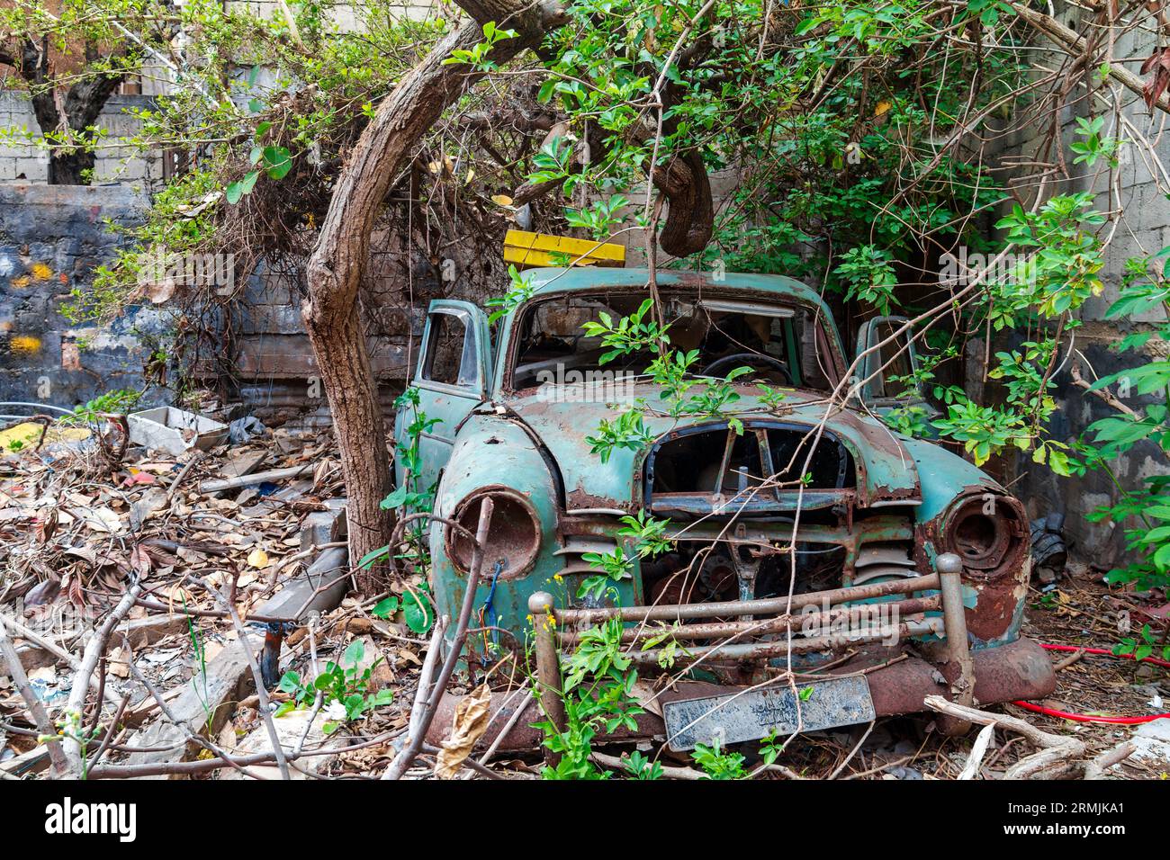 Vieux vert vintage Mercedes-Benz W120 sous un arbre dans un état de délabrement, avec de la peinture rouillée, des fenêtres cassées et des pneus crevés. Banque D'Images