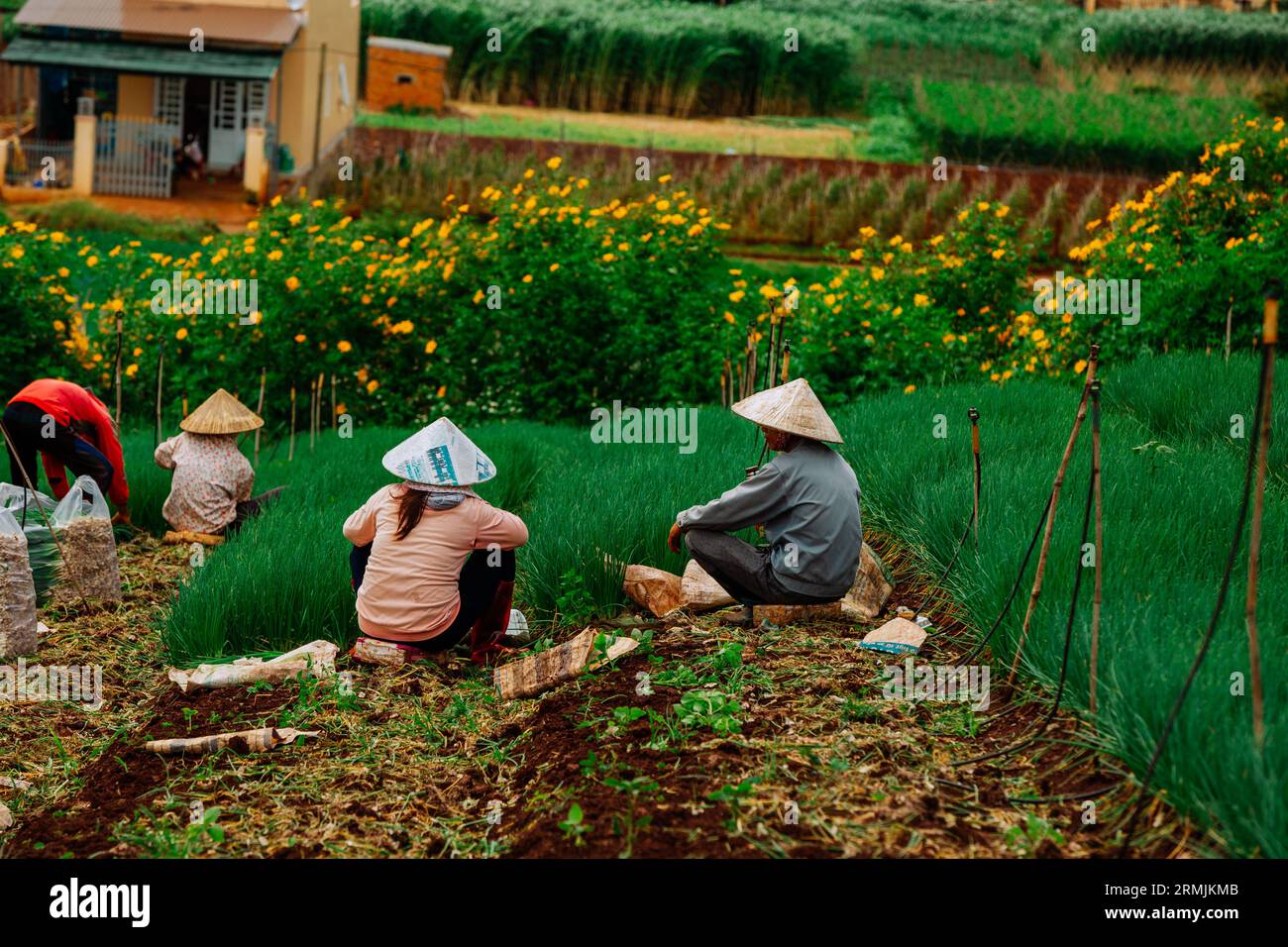 Quelques images de paysage des activités agricoles à Lam Dong Lam Dong paysage Ha Tinh Vietnam temples antiques au Vietnam Banque D'Images