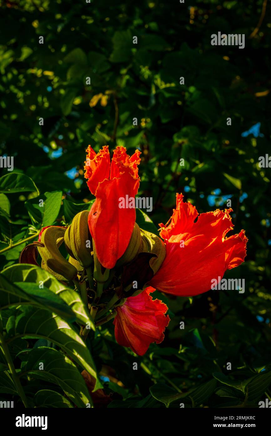 Une belle fleur de couleur rouge et jaune connue sous le nom de tulipe africaine est en pleine floraison Banque D'Images