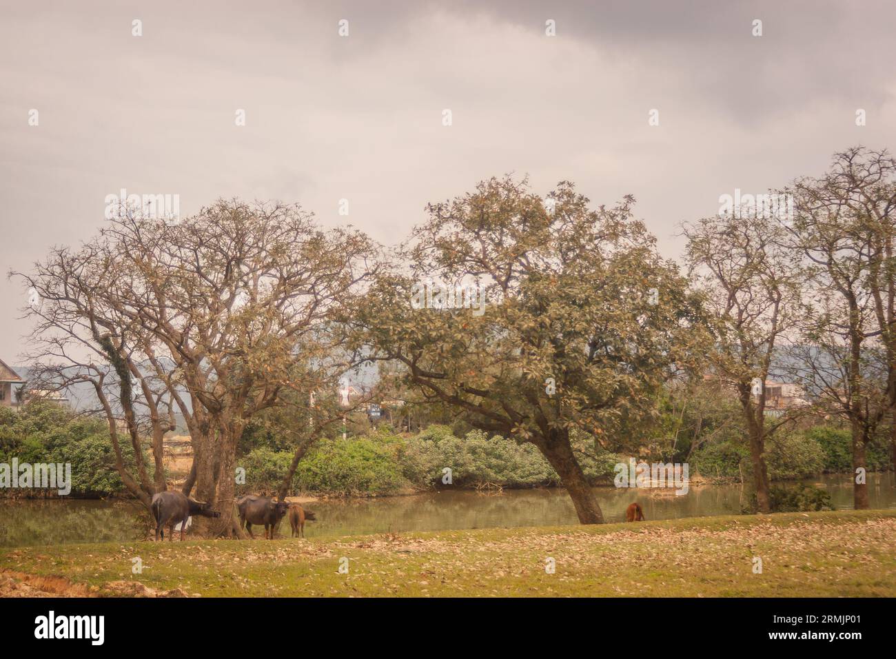 Quelques images de paysage des activités agricoles à Lam Dong Lam Dong paysage Ha Tinh Vietnam temples antiques au Vietnam Banque D'Images