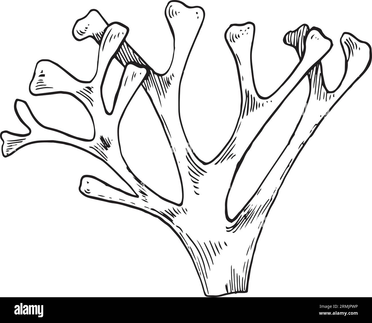 Plante marine rhodymenia encre illustration dessinée à la main isolée sur fond blanc. Algue palmata, vecteur de ligne rouge dulse noir blanc. Elément de conception pour Illustration de Vecteur