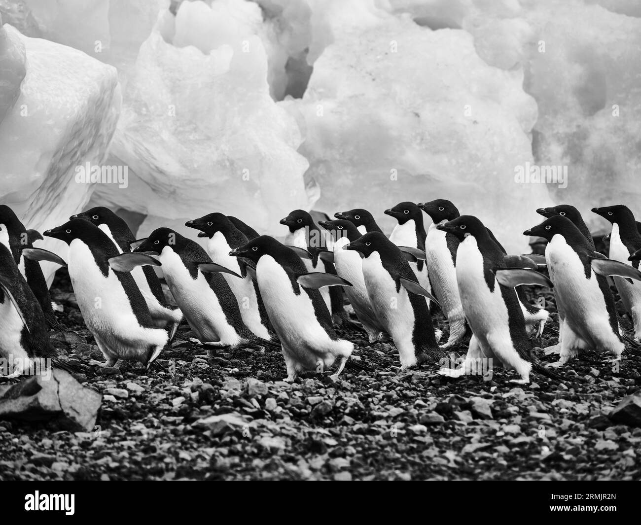 Manchots Adélie marchant sur les rochers le long de la glace, péninsule Antarctique, mer de Weddell, Antarctique Banque D'Images
