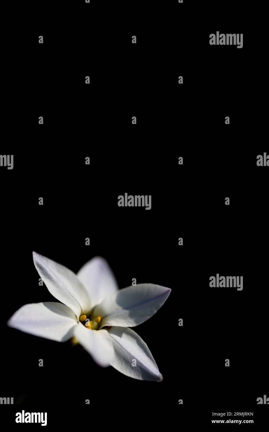 Étoile de printemps sur fond noir Banque D'Images