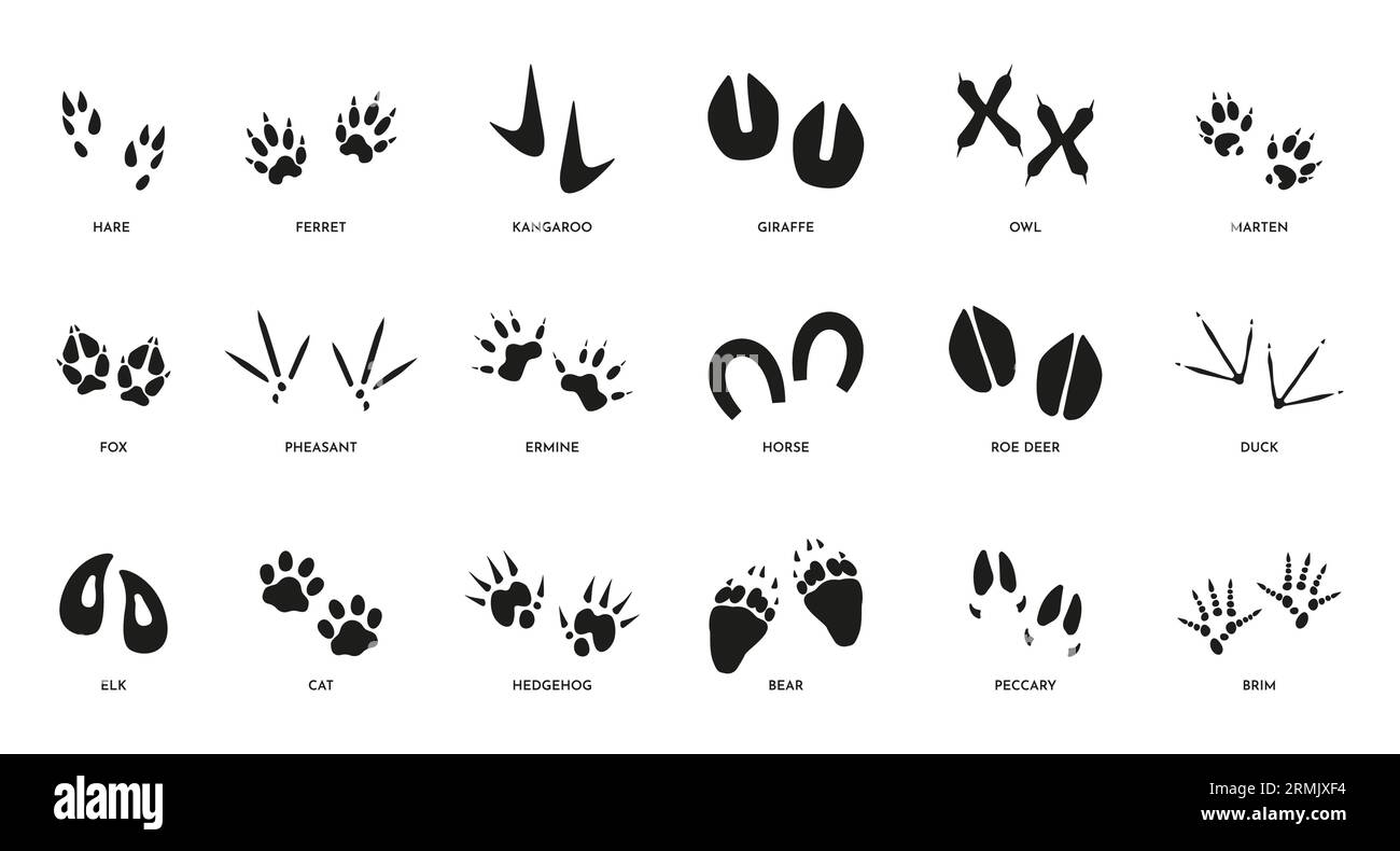 Pas d'animaux. Silhouettes d'ours renard à cheval et de pattes de chat, icônes d'empreinte noire de la faune sur blanc. Collection isolée de vecteurs. Différentes formes de trace dans la nature, empreintes d'étape définies Illustration de Vecteur