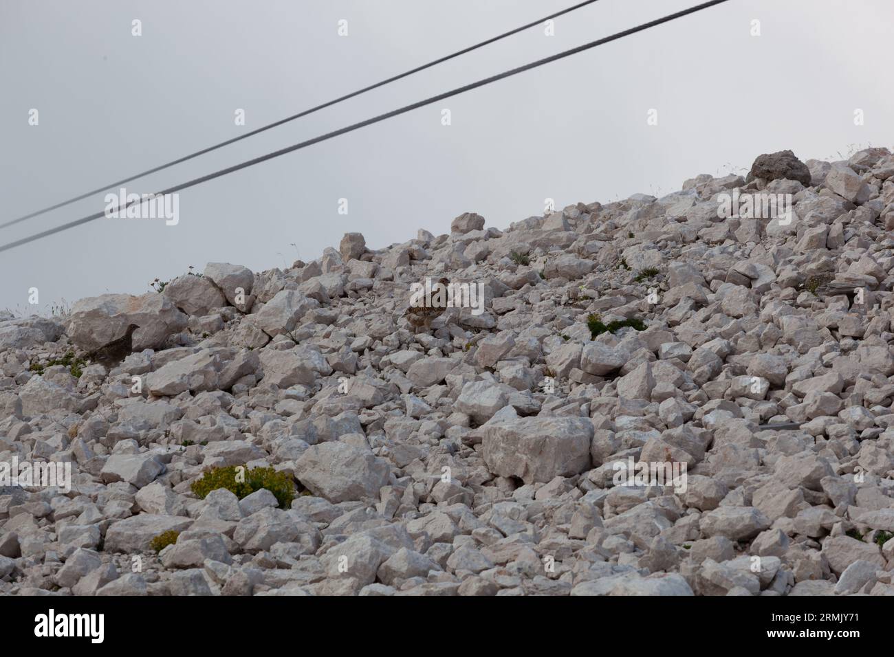Deux ptarmigans rocheux traversent les installations d'une station de ski. Banque D'Images