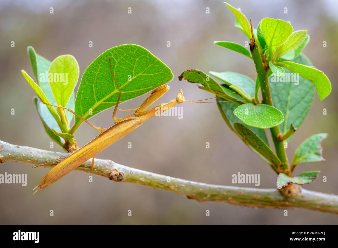 Variante brune de la mante priante africaine (Sphodromantis lineola) cachée sous la feuille pour la chasse aux proies, Mpumalanga, Afrique du Sud. Banque D'Images