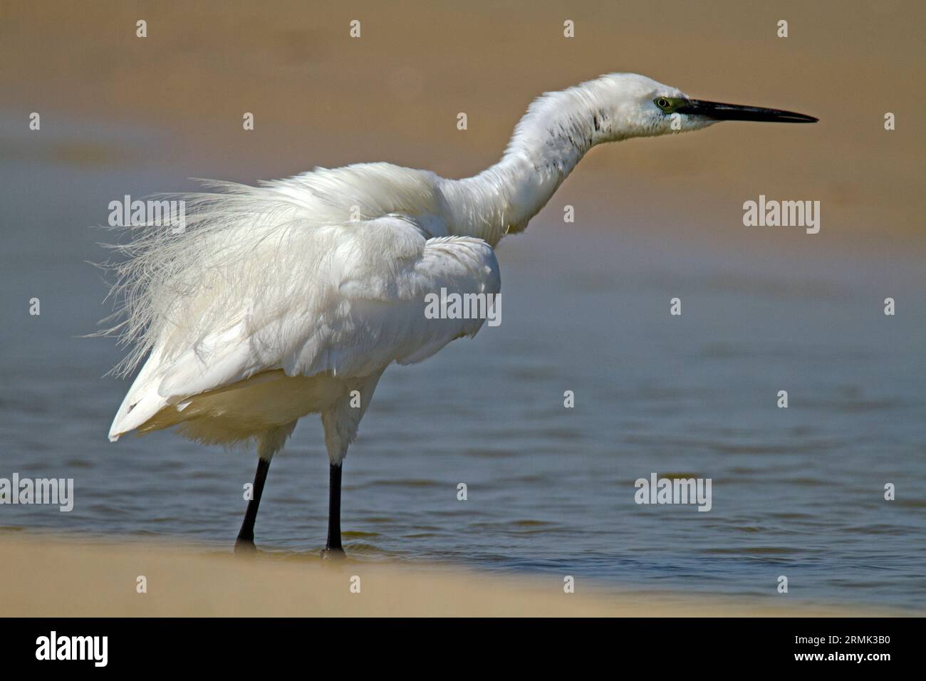 Aigrette garzette - Egretta garzetta, Ce petit héron blanc est originaire de parties plus chaudes d'Europe et d'Asie, d'Afrique et d'Australie. Il mange des crustacés, poissons Banque D'Images