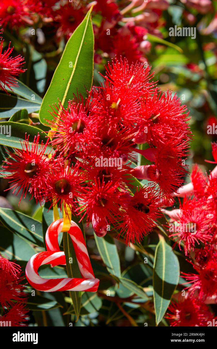 Un Noël australien avec un cœur en forme de canne à sucre, parmi un arbre à gomme australienne en fleurs - vertical Banque D'Images