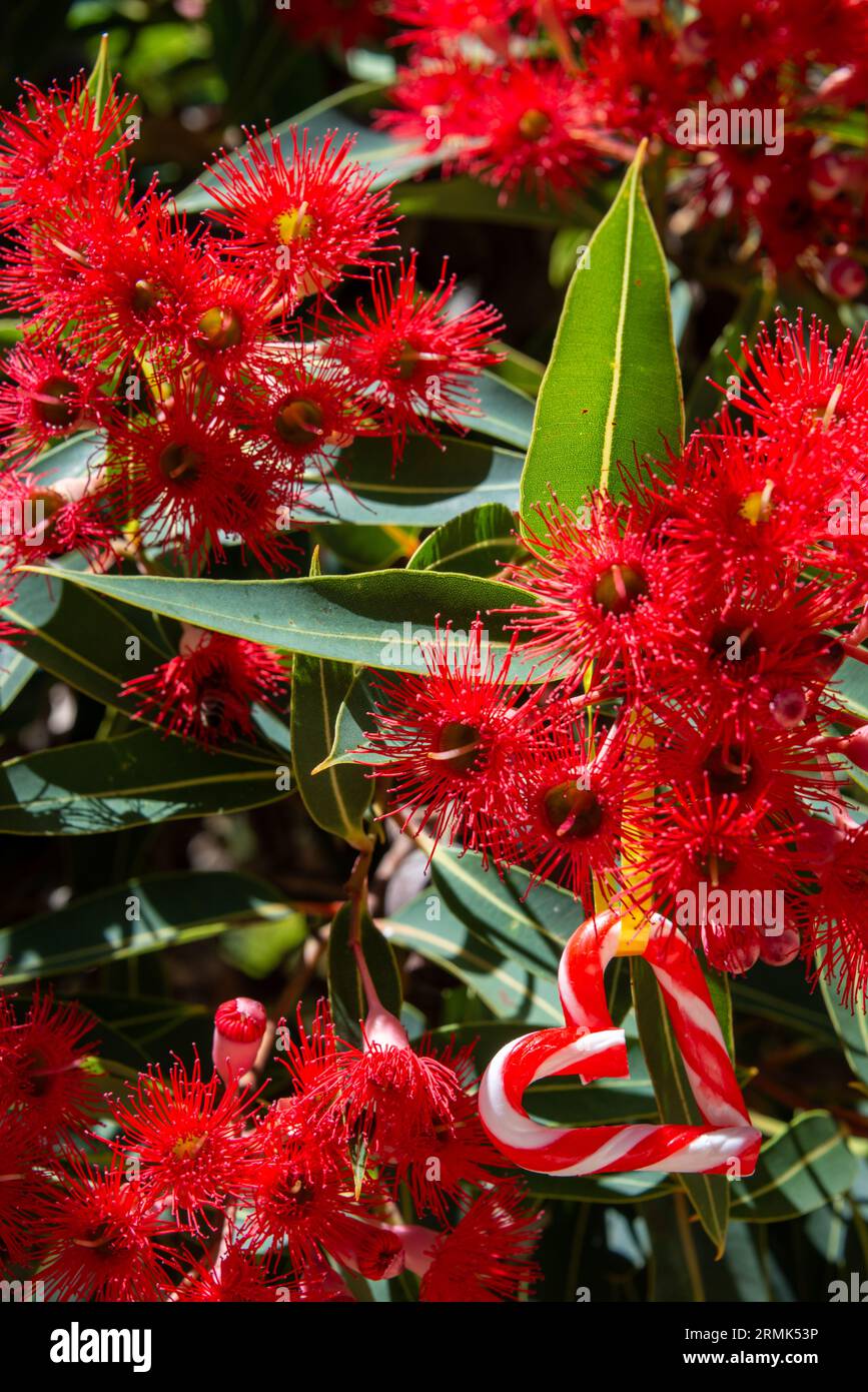 Un Noël australien avec un cœur en forme de canne à sucre, parmi un arbre à gomme australienne en fleurs - vertical Banque D'Images