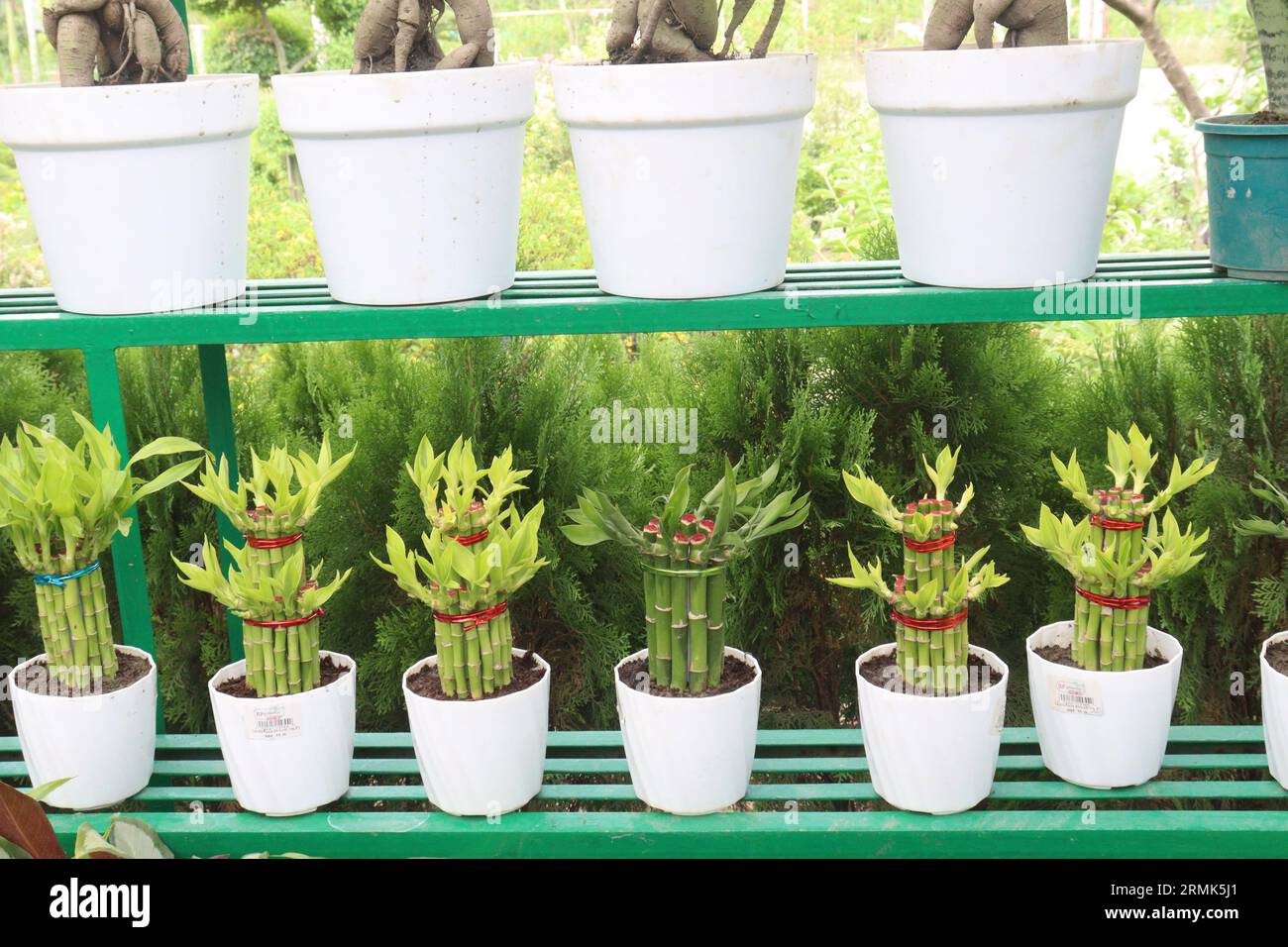 Lucky Bamboo Braided Tower plante à la ferme pour la récolte sont des cultures commerciales Banque D'Images