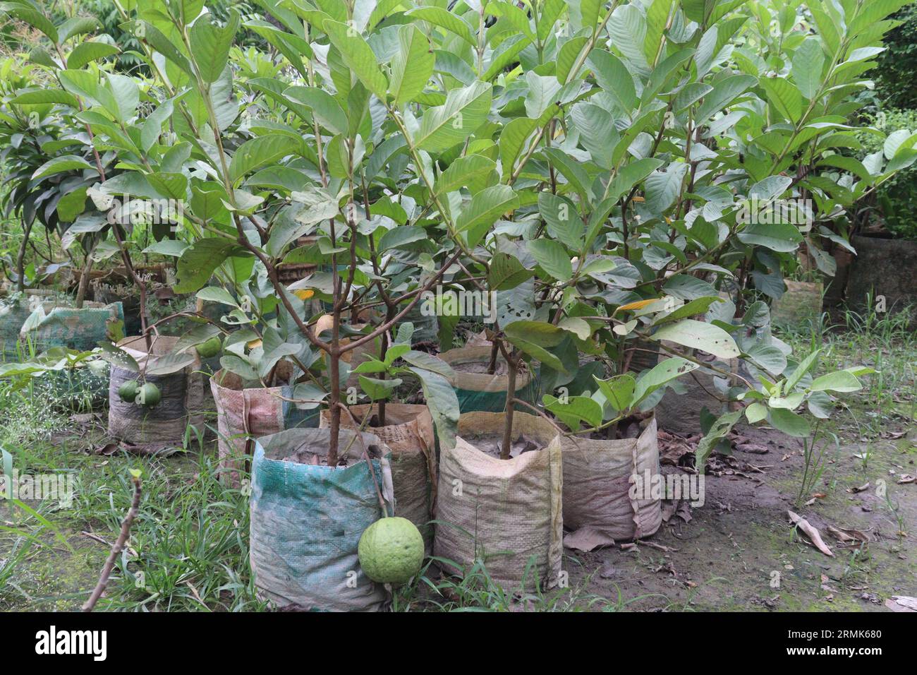 L'arbre de goyave greffé sur le pot dans la ferme pour la récolte sont des cultures commerciales Banque D'Images