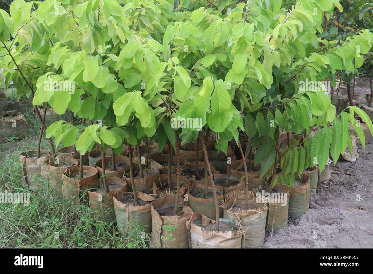 Custard Apple Tree à la ferme pour la récolte sont des cultures commerciales Banque D'Images