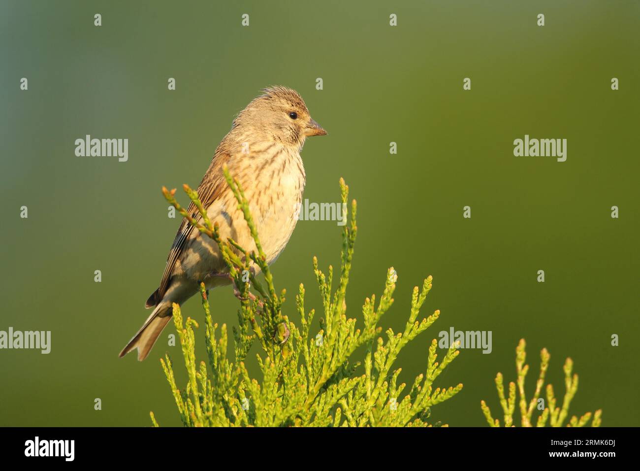 Linnet (Linaria cannabina) femelle, Allgaeu, Bavière, Allemagne Banque D'Images