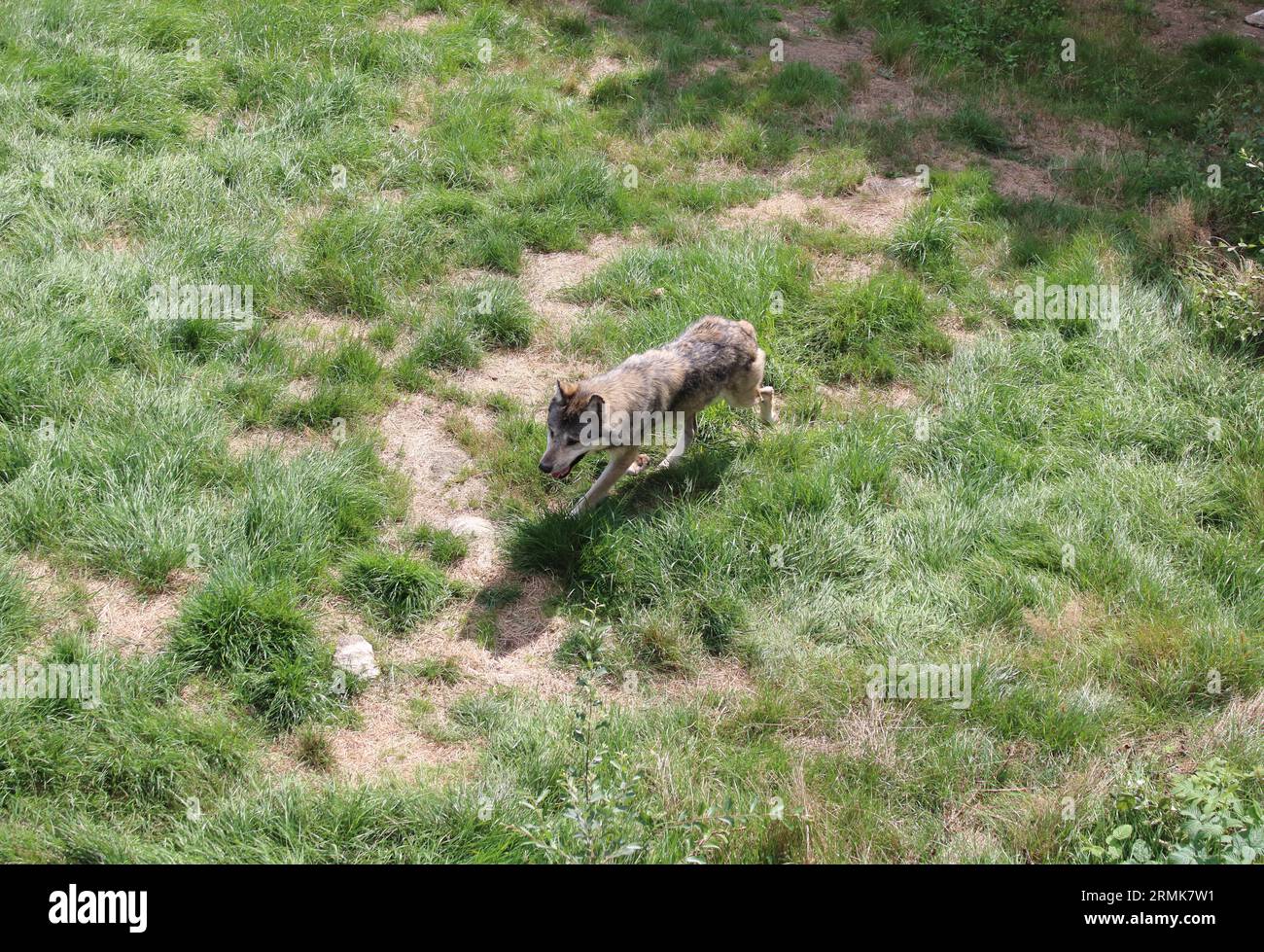 Vue d'un loup depuis le parc animalier des loups des Chabrières situé aux Monts de Guéret dans la Creuse, dans le centre rural de la France. Banque D'Images