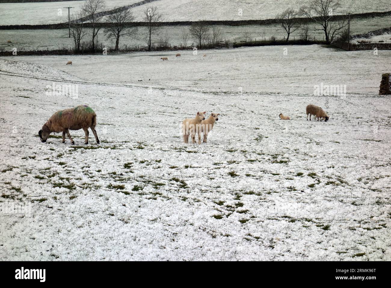 Moutons (brebis) et agneaux dans un champ couvert de neige près d'Austwick dans le parc national des Yorkshire Dales, Angleterre, Royaume-Uni. Banque D'Images