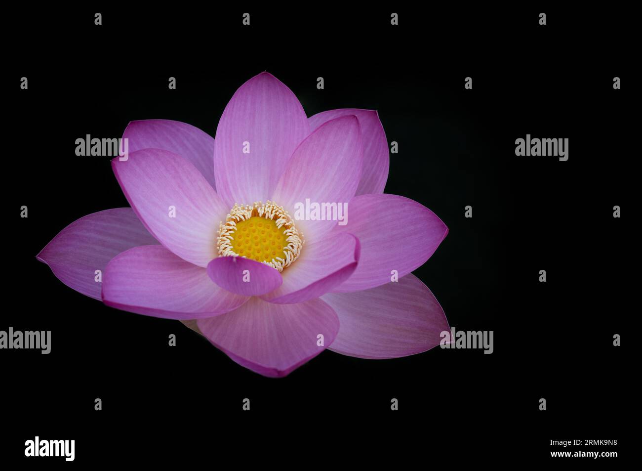 Fleur de lotus rose (Nelumbo nucifera), Baden-Wuerttemberg, Allemagne Banque D'Images