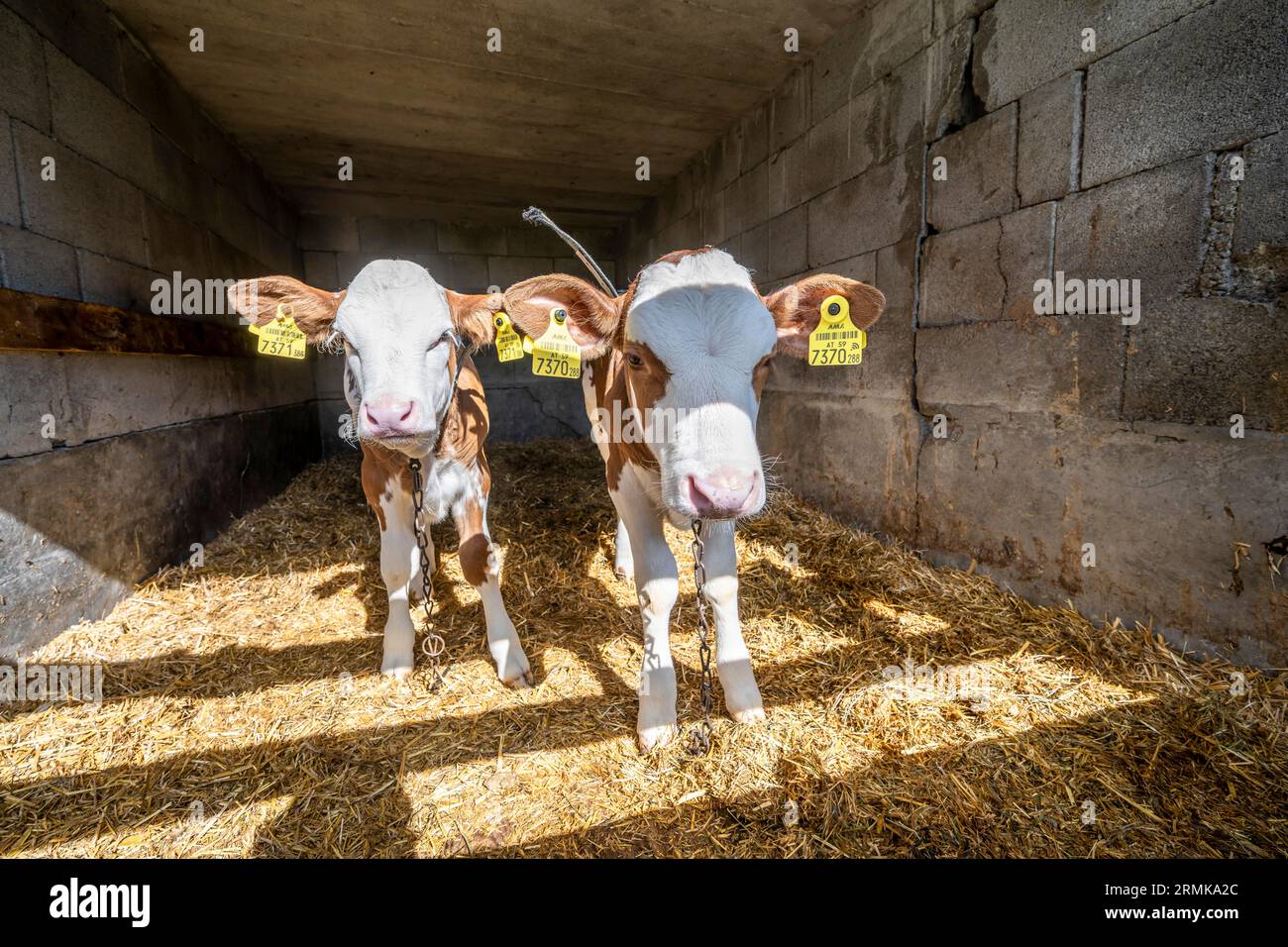 Deux veaux dans l'écurie, Salzburger Land, Autriche Banque D'Images