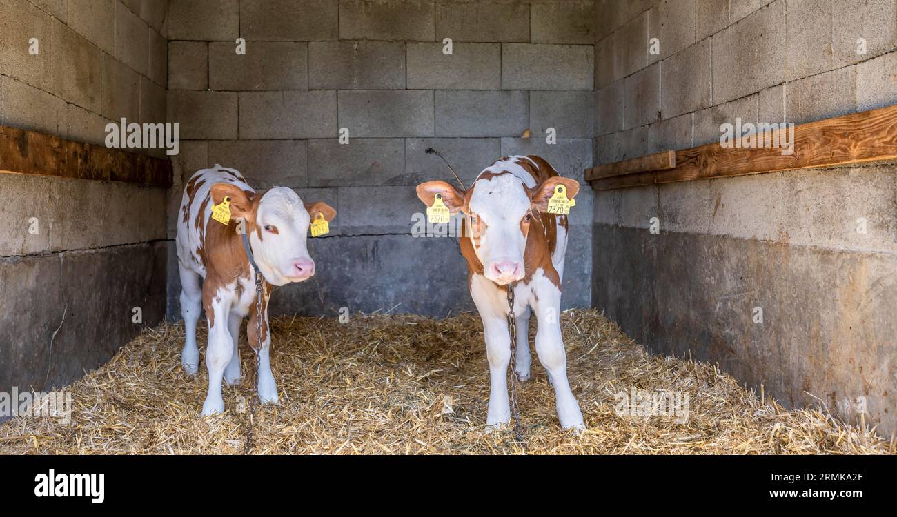 Deux veaux dans l'écurie, Salzburger Land, Autriche Banque D'Images