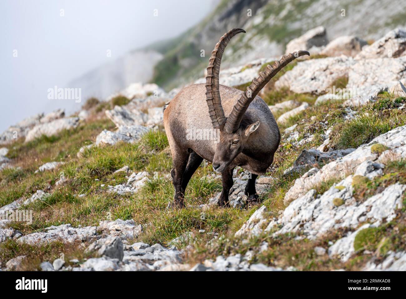 Ibex dans les Alpes Appenzell, sur le Saentis, couverture de brouillard dans les montagnes, Suisse Banque D'Images