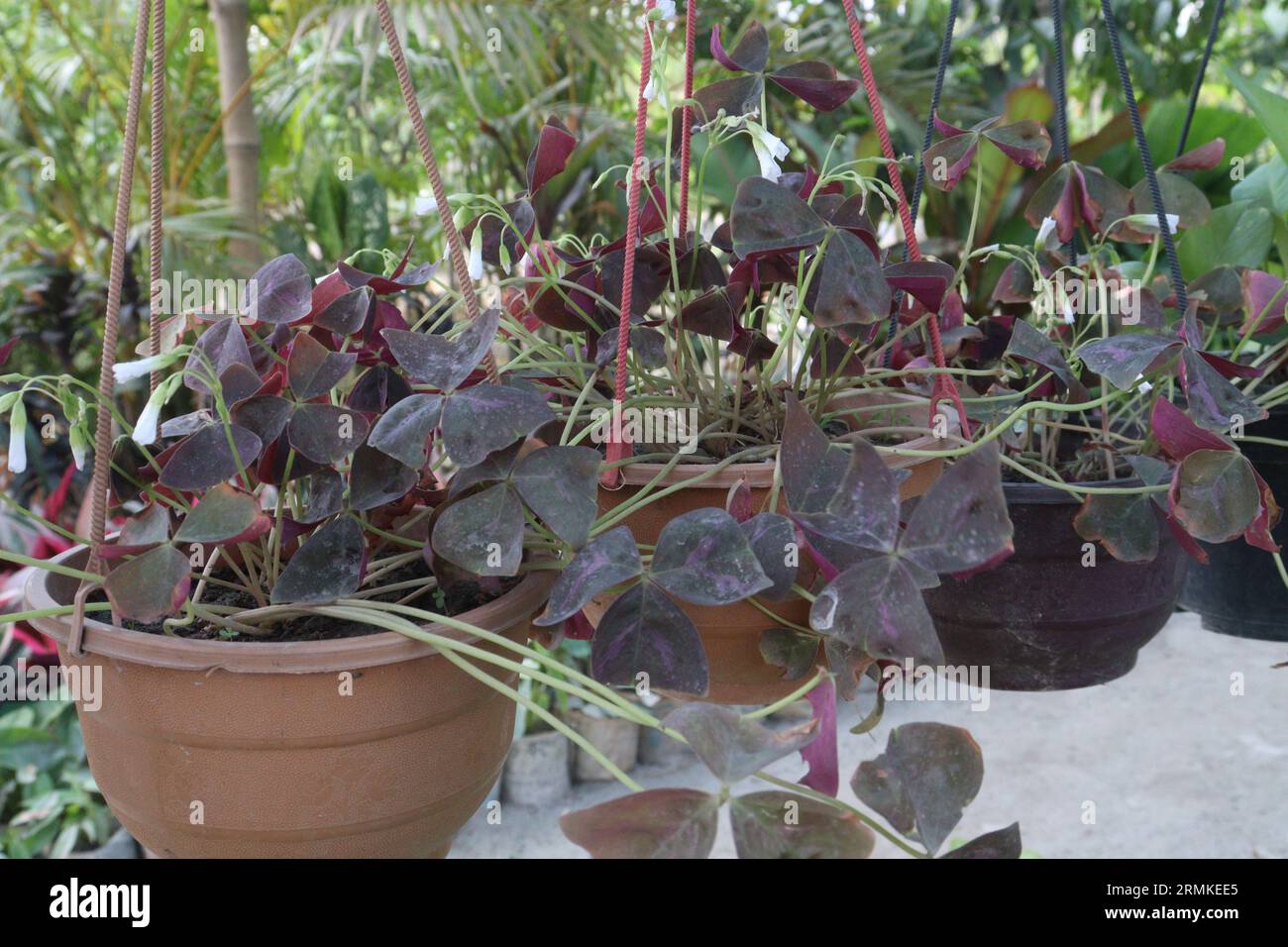 Oxalis triangularis arbre sur pot suspendu à la ferme pour la vente sont des cultures commerciales, il peut fournir un certain soulagement des infections des voies urinaires Banque D'Images