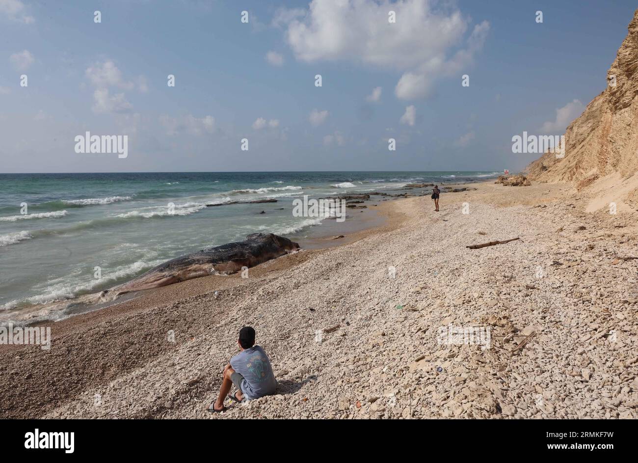 Tel Aviv. 28 août 2023. Cette photo prise le 28 août 2023 montre la carcasse d'un cachalot de 10 mètres de long sur GA'ash Beach, au nord de tel Aviv, en Israël. Crédit : Gil Cohen Magen/Xinhua/Alamy Live News Banque D'Images